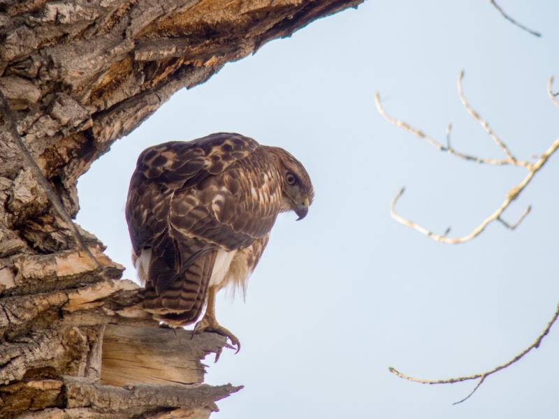 Red Tail Hawk