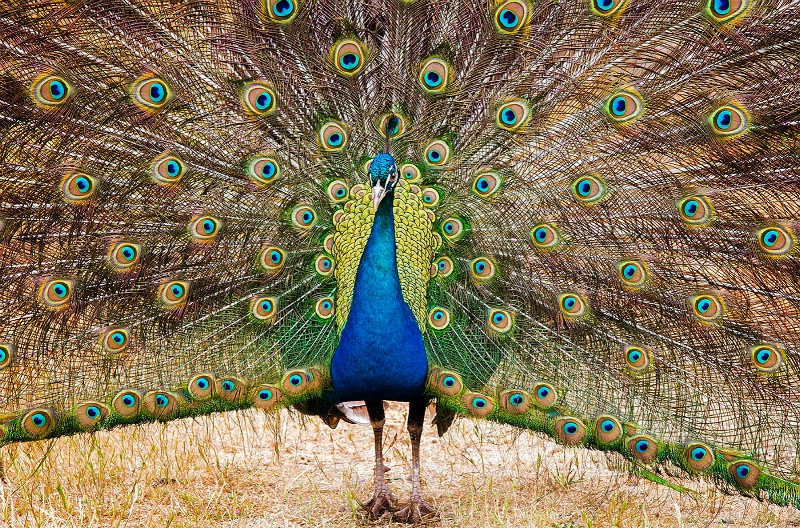 Pretty Peacock