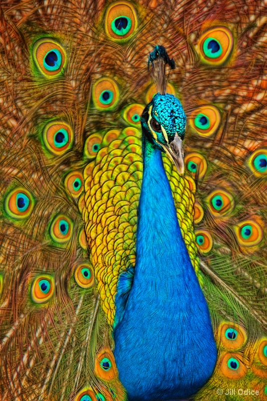 Peacock