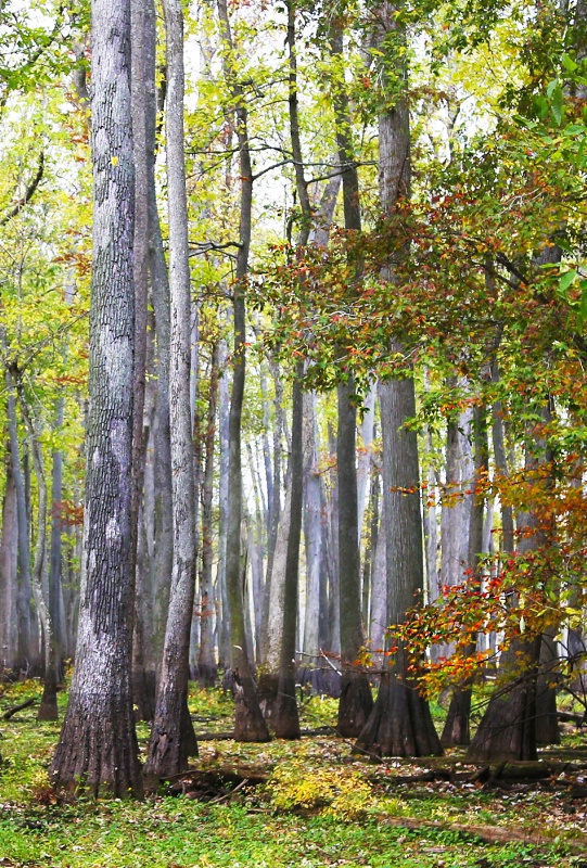 Cypress Forest