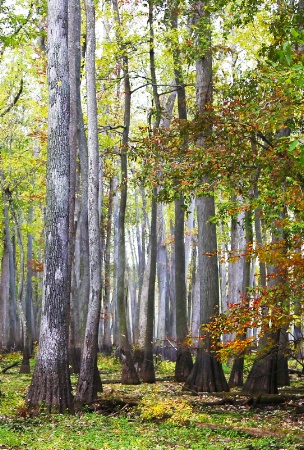 Cypress Forest