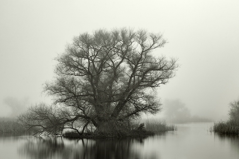 Winter Wetlands Tree