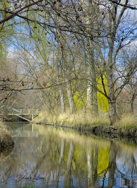 Still Waters Along the DuPage River