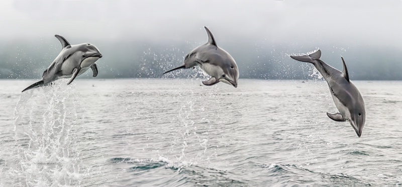 Jumping Wild Dolphin  512789