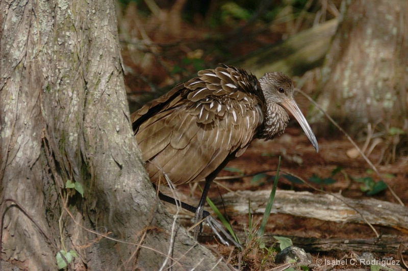 Out of Hiding Limpkin