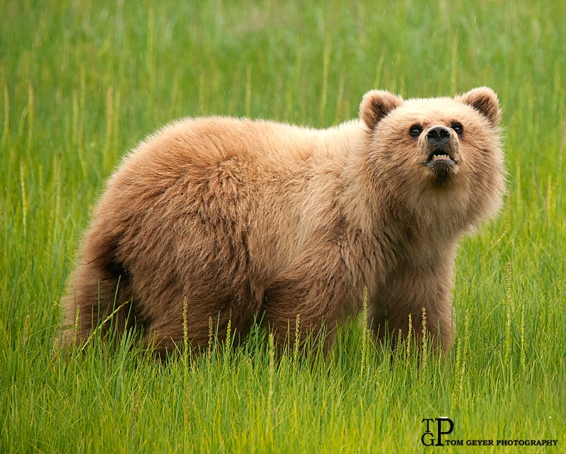 Grizzley Cub