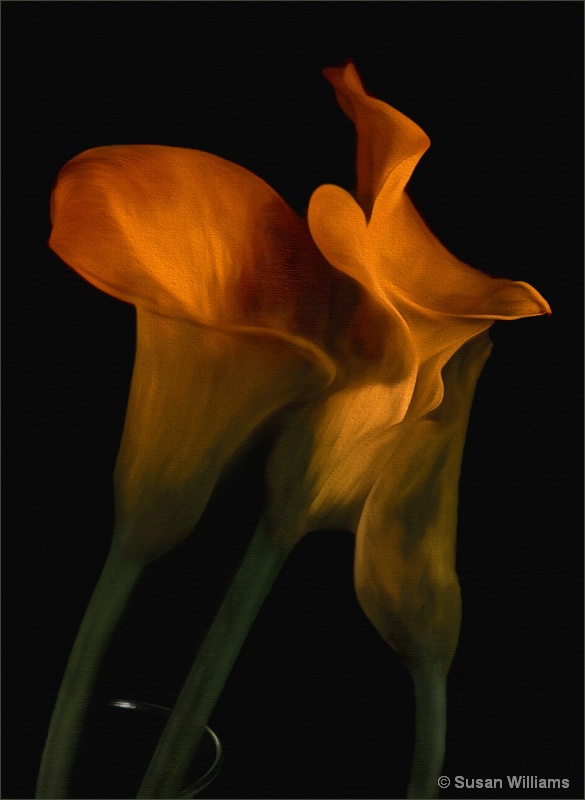 Calla Lilies