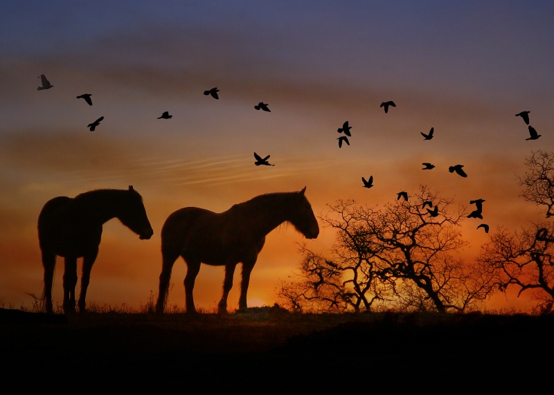 Horses and Birds