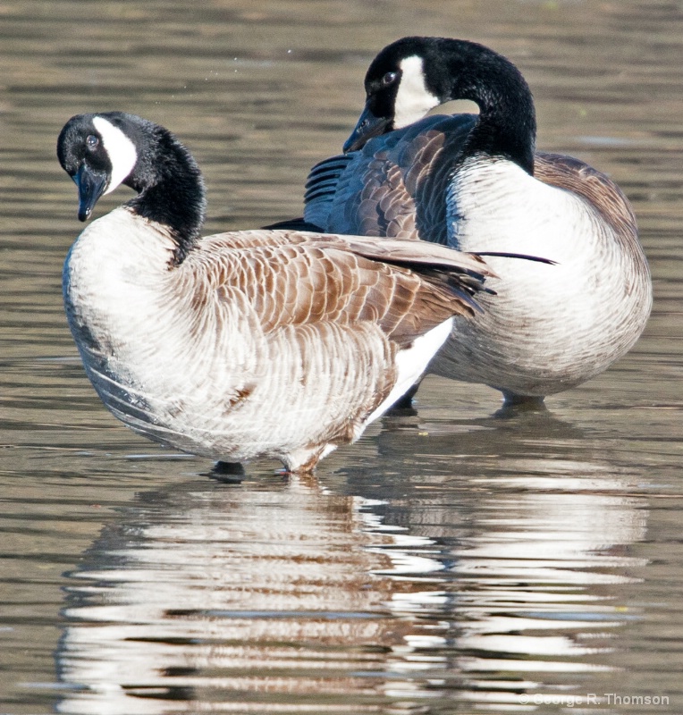 Gaggle