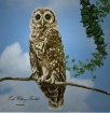 Young  Owl