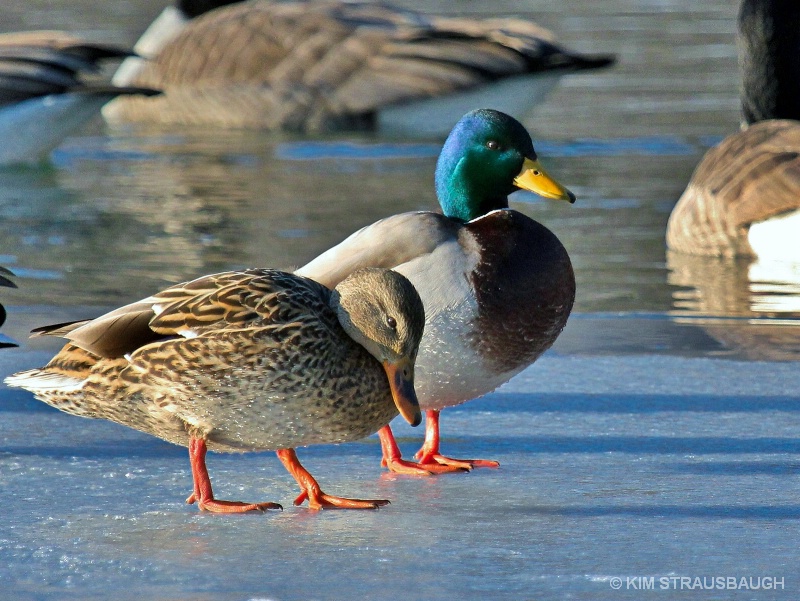 Two Ducks