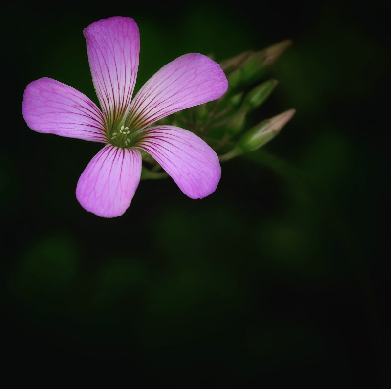 Winter Wildflower