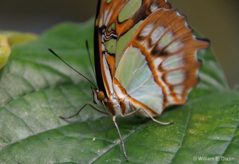 Malachite Butterfly Close-Up