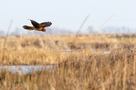 Harrier On The Hunt