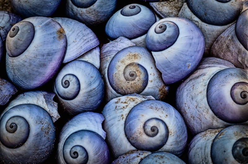 Seashells - ID: 15081499 © Bob Miller