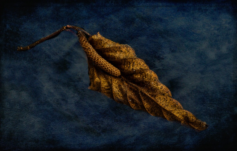 Nut Tree Autumn - ID: 15081501 © Bob Miller