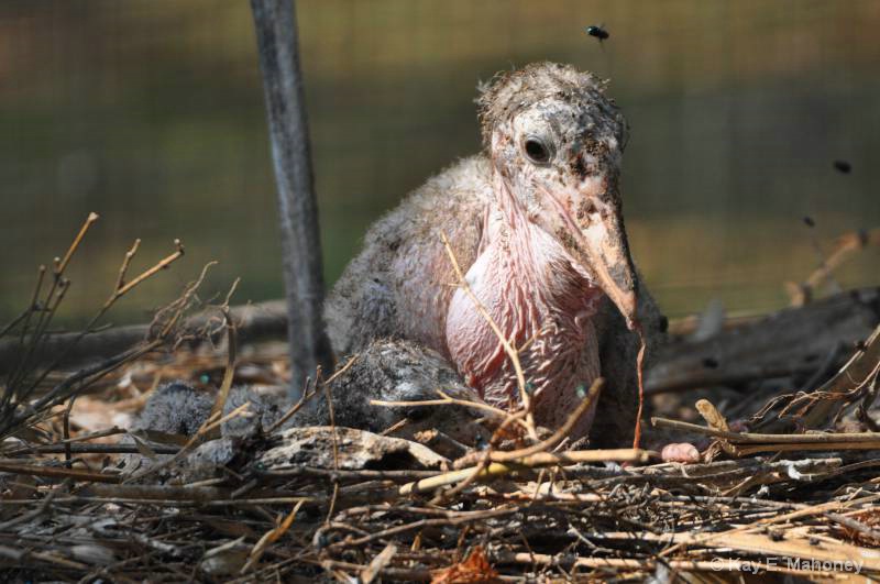 Baby Shoebill Storks