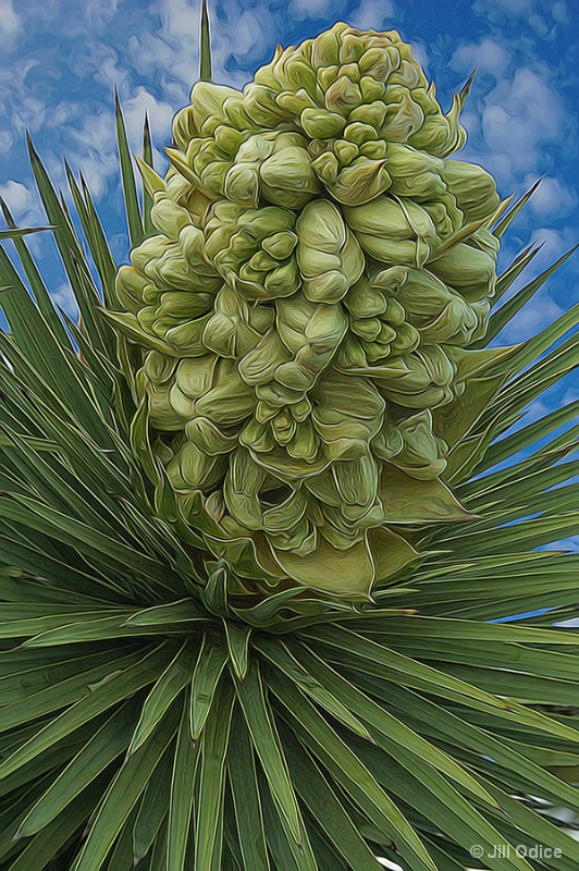 Joshua Tree Buds