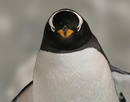 Penguin Pose