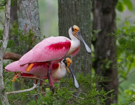 Pair of Spoonbills