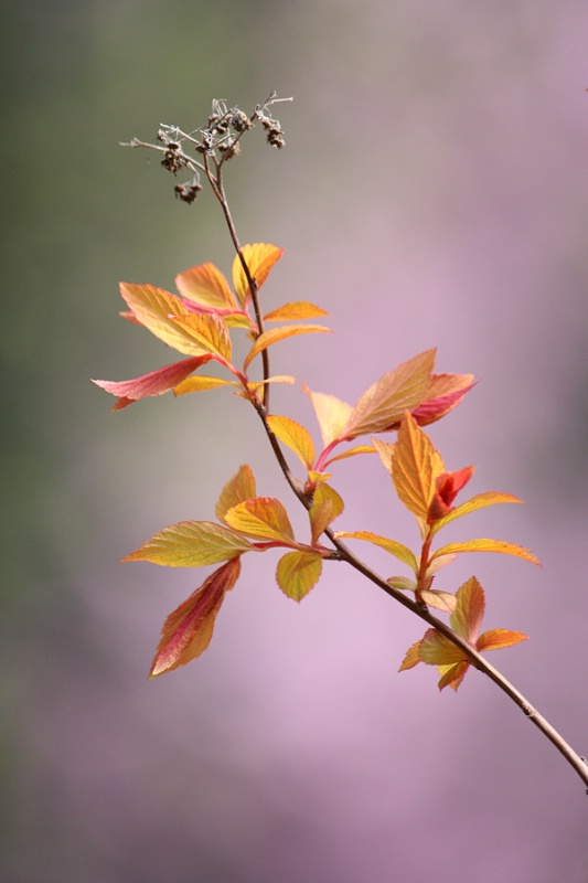 Early spring shoots