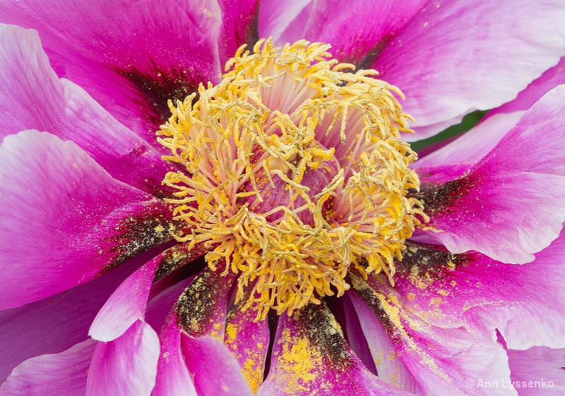 Peony Pollen