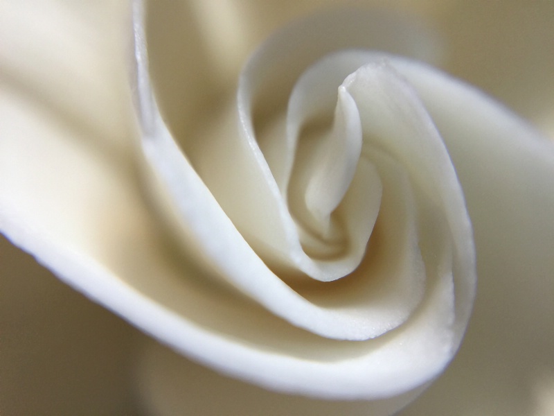 Gardenia Detail