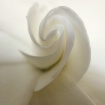 Gardenia Detail 2