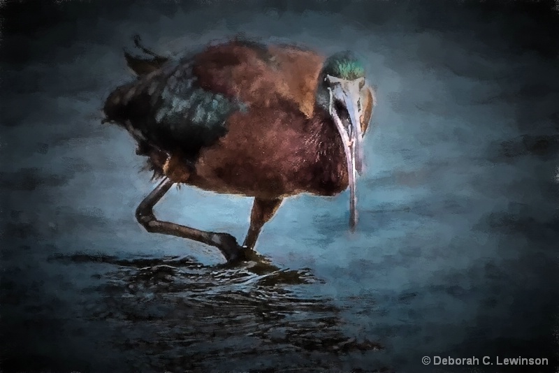 Glossy Ibis