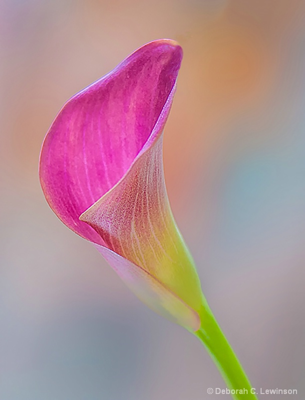 Calla Lily - ID: 15082126 © Deborah C. Lewinson