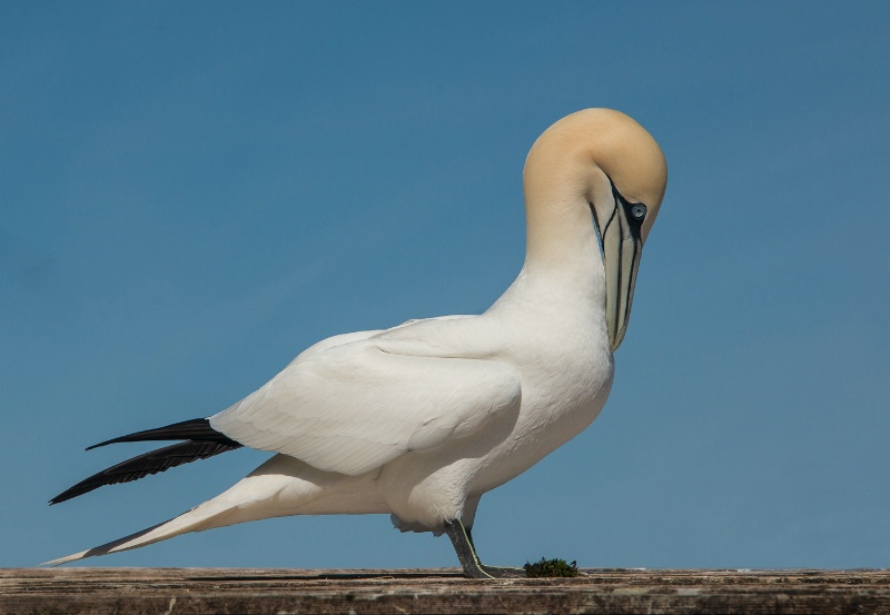 Northern Gannet