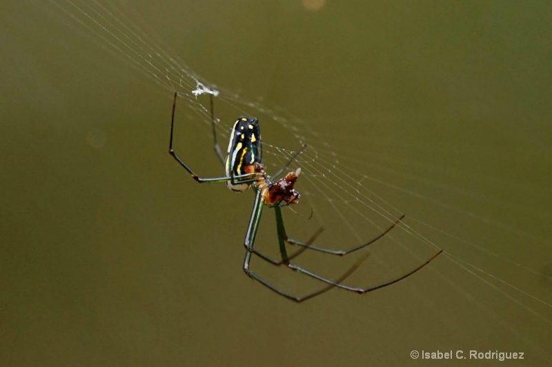 Agyra Orchard Spider