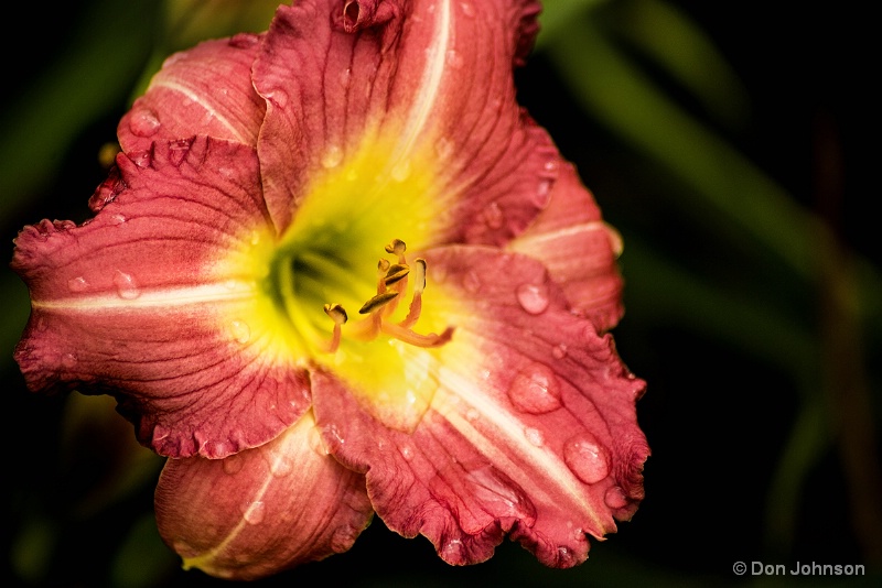 VA Day Lily 7-17-15 076