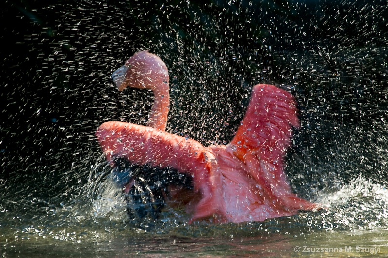 Splish splash, I' am taking a bath.