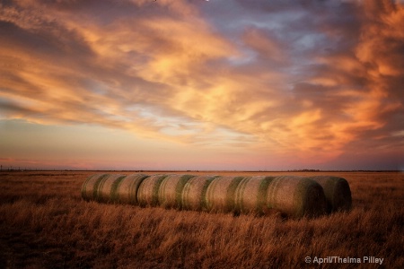 Tall Grass Prairie