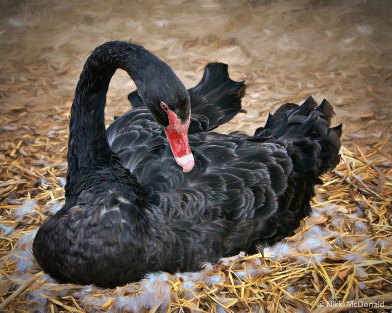 Black Swan Nesting