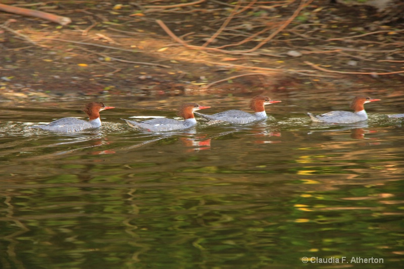 Ducks in a Row