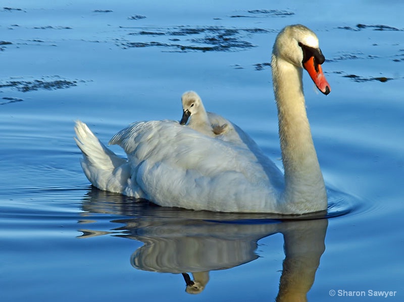 Cygnet Carriage