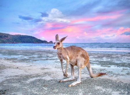 Beachcomber