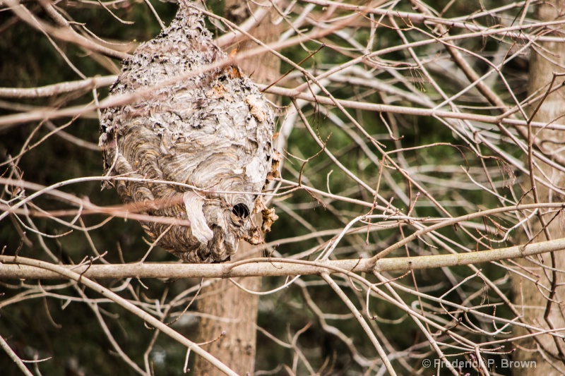 Bald-faced hornet nest 1 -1-1