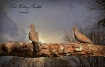 Two  Doves 