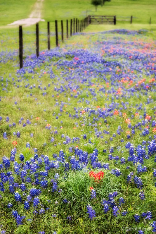 Paintbrush Amid the Bluebonnets