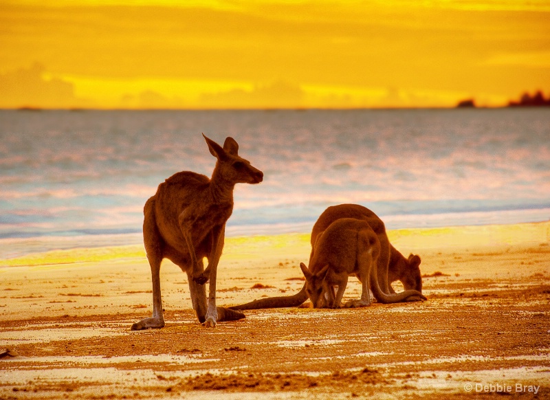 Dawn in Australia