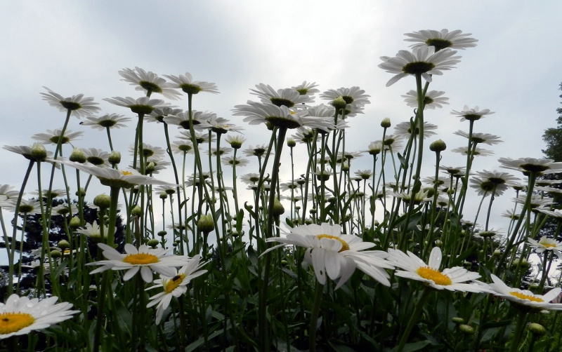 Pushing Up Daisies