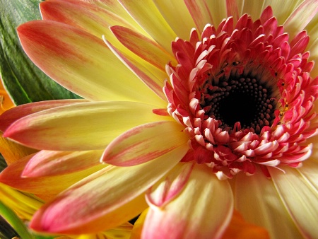 Gerbera Daisy