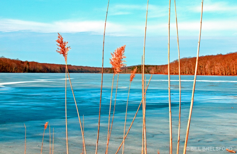 TALL GRASS VIEW