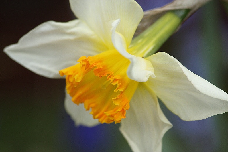 Daffodil joy