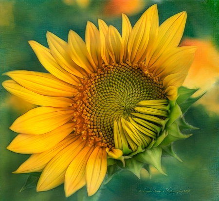 Sun Flower