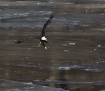 Eagle Over Ice