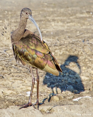 White-faced Ibis